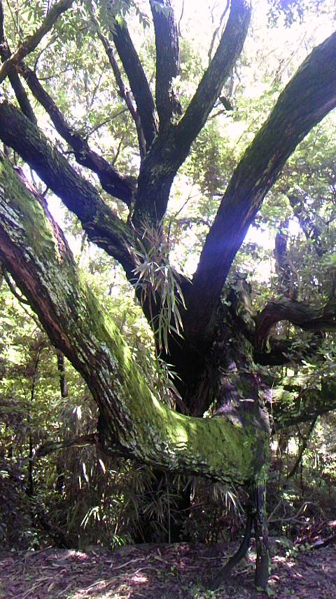 加茂神社の木
